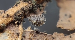 Parakermania maculata