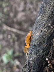 Heterotextus miltinus