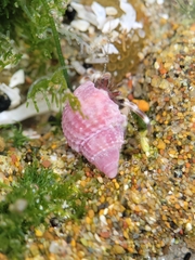 Nassarius perpinguis