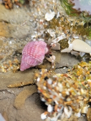 Nassarius perpinguis