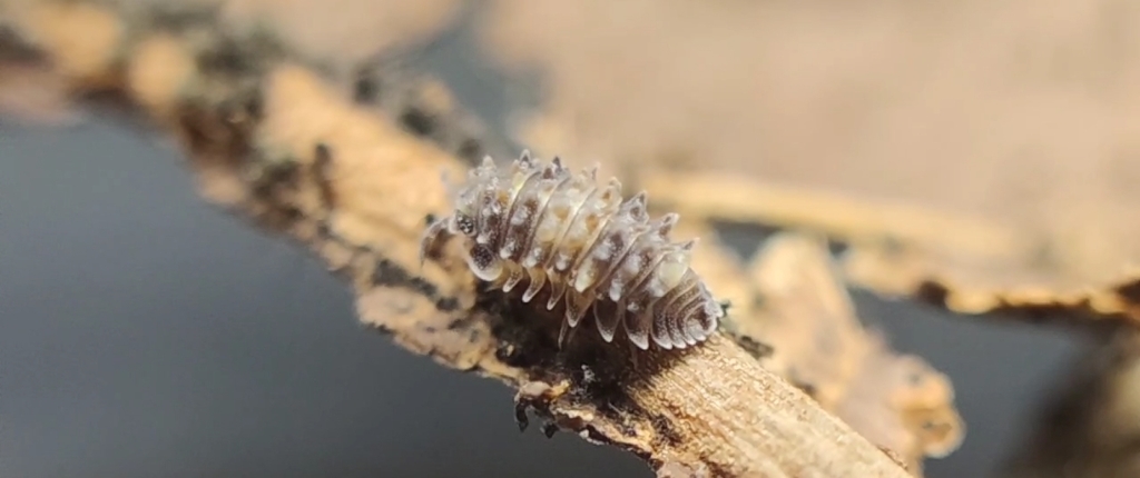 Parakermania maculata