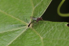 Anomalon