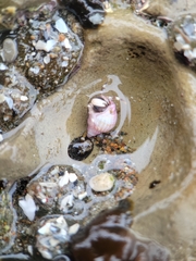 Nassarius perpinguis