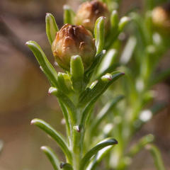 Oedera fruticosa
