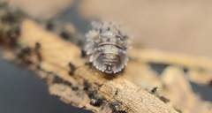 Parakermania maculata