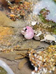 Nassarius perpinguis