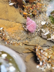 Nassarius perpinguis