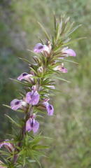 Muraltia ericifolia