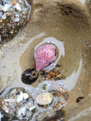 Nassarius perpinguis