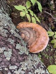 Fomitopsis schrenkii