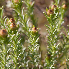 Oedera fruticosa