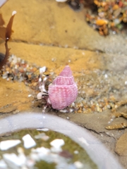 Nassarius perpinguis