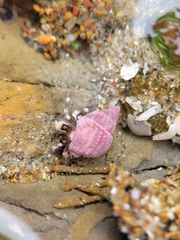 Nassarius perpinguis