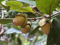 Diospyros laurina