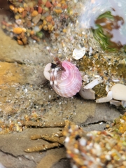 Nassarius perpinguis