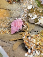 Nassarius perpinguis