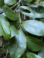 Diospyros laurina