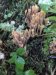 Ramaria testaceoflava