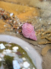Nassarius perpinguis