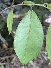 Diospyros laurina