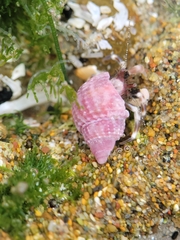 Nassarius perpinguis