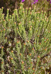 Oedera fruticosa