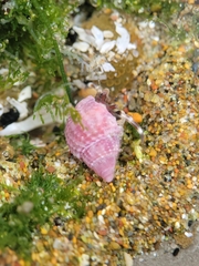 Nassarius perpinguis