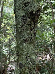 Diospyros laurina