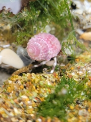 Nassarius perpinguis