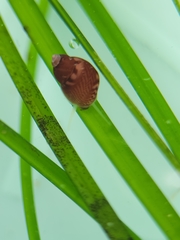 Phasianellidae