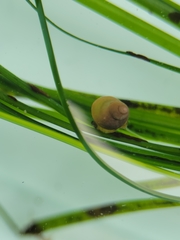 Phasianellidae