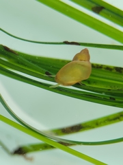 Phasianellidae