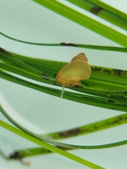 Phasianellidae