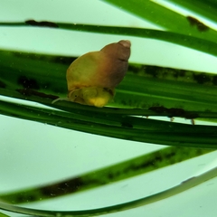 Phasianellidae