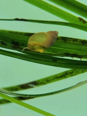 Phasianellidae