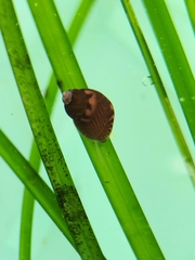 Phasianellidae