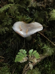 Cortinarius salor