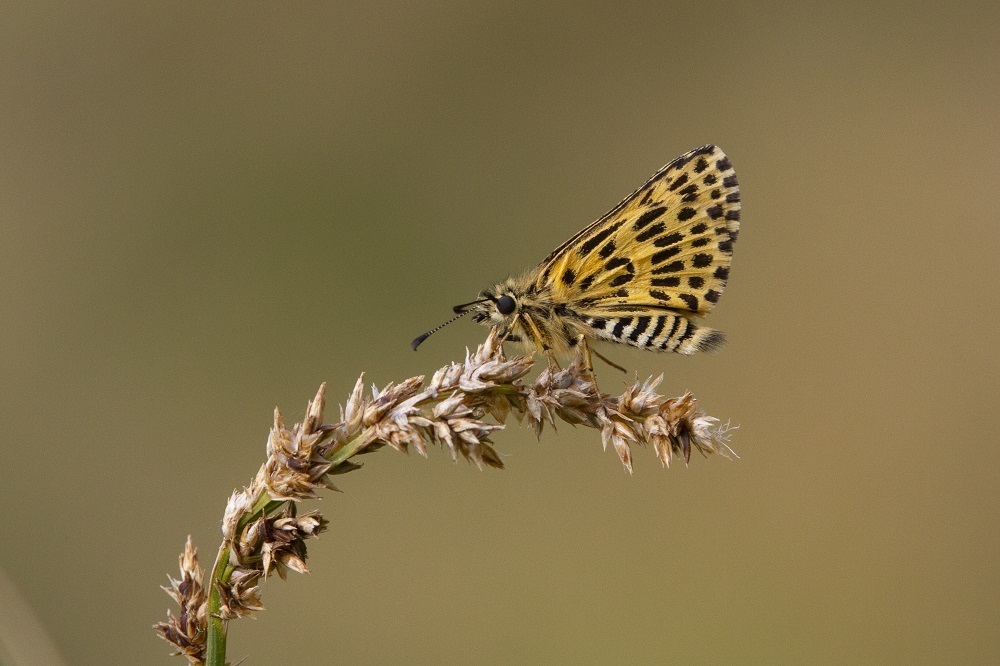 Alpine Sedge-skipper from Smiggin Holes, Kosciuszko NP, NSW on February ...