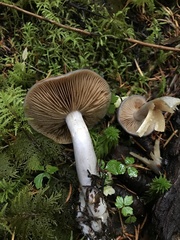 Cortinarius salor