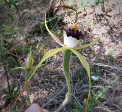 Caladenia paludosa