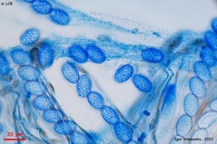 Scutellinia olivascens