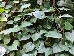 Philodendron hederaceum hederaceum