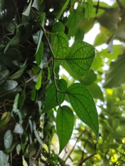 Philodendron hederaceum hederaceum