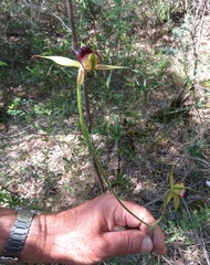 Caladenia paludosa