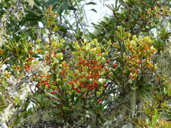Viscum rotundifolium