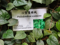 Philodendron hederaceum hederaceum