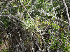 Viscum rotundifolium