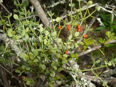 Viscum rotundifolium
