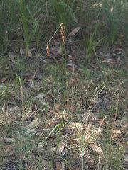 Machaerina teretifolia