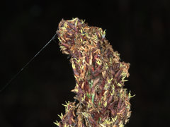 Machaerina teretifolia